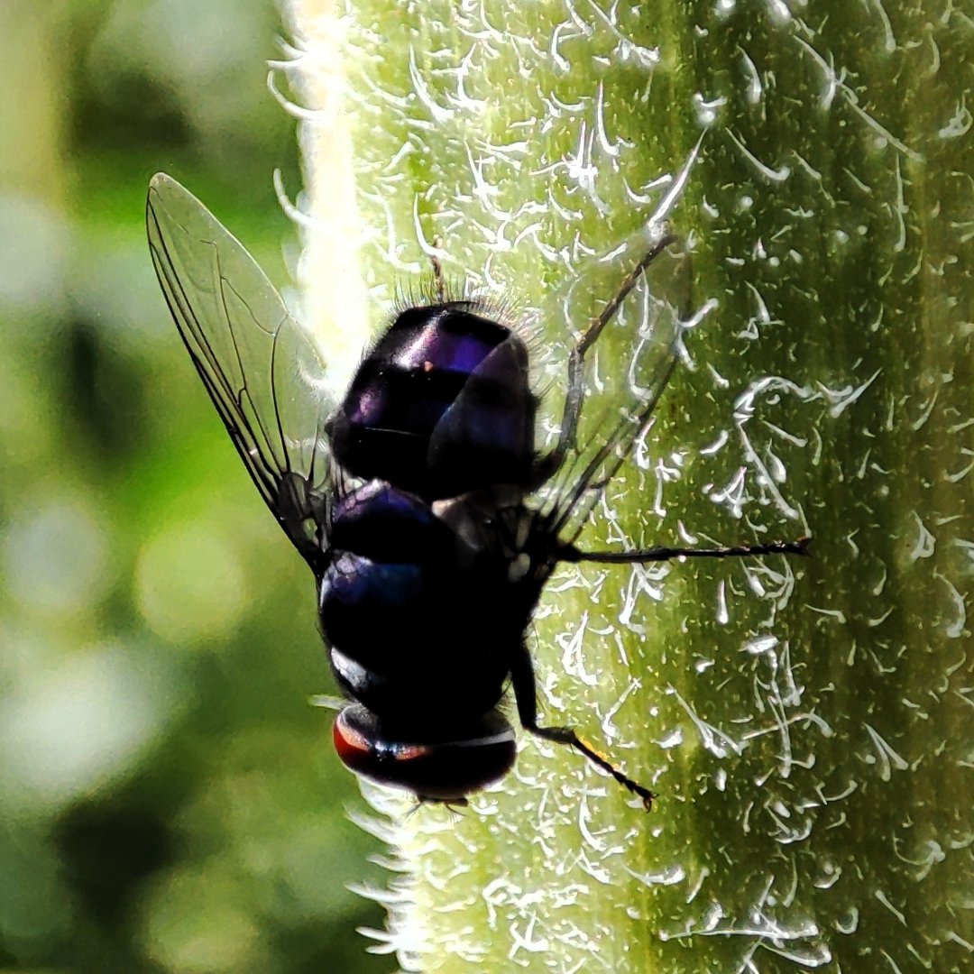 The Carpenter Bee. youtu.be/9NOz69eBbcw?si…

#Bee #Monday #insect #beautiful #blue #nature #naturephotography #naturelovers #naturebeauty #Macrohour #twitternaturecommunity #TwitterNaturePhotography #discovernature #pollinators