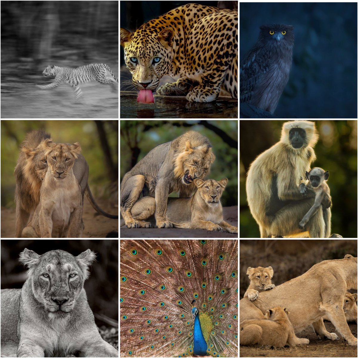 brijessh's tweet image. GM😊
I'm Brijesh Makadia, a physician by profession &
wildlife photographer by passion.
Wildlife plays a crucial role on our planet. Every animal and bird has their own important role on our planet
Sharing their beautiful stories through my images in 🧵 below
Kindly RP/QP