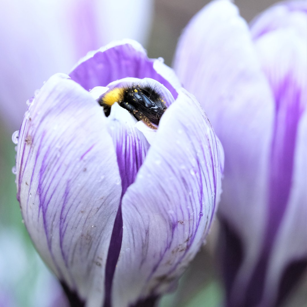 Maybe if I stay here, Monday won’t be able to see me … 😴 

🔎🐝 Early bumblebee 

📷 Claire Fidler