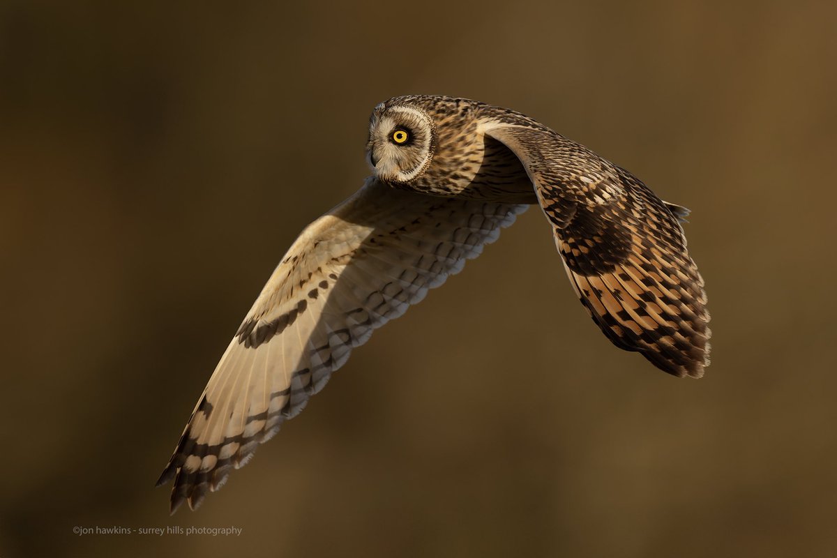 This Short-eared Owl in some fabulous light 🙂 #shortearedowl #owl #birdsinflight #owls #wildlifephotography #nature @WildlifeMag #surreyhillsphotography @CanonUKandIE #canonR5