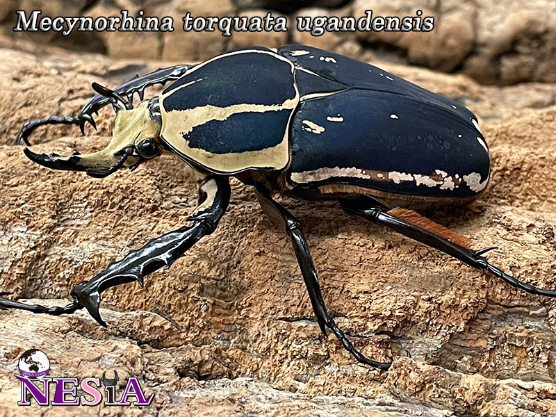 成虫ペア】ウガンデンシスオオツノカナブン(ウガンデンシスオオツノ