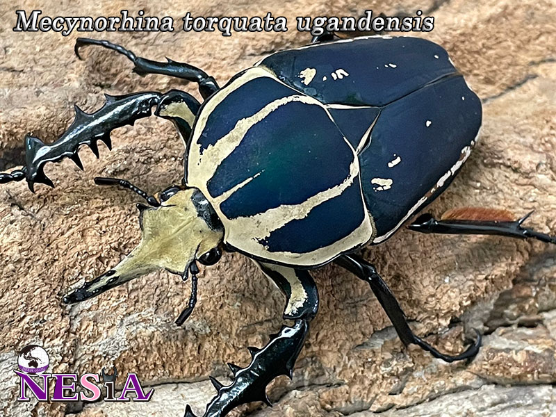 成虫ペア】ウガンデンシスオオツノカナブン(ウガンデンシスオオツノ