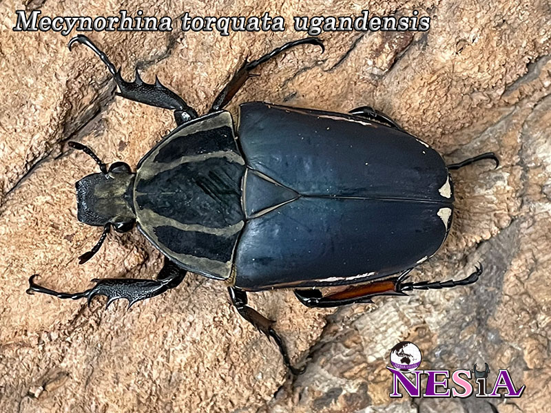 成虫ペア】ウガンデンシスオオツノカナブン(ウガンデンシスオオツノ