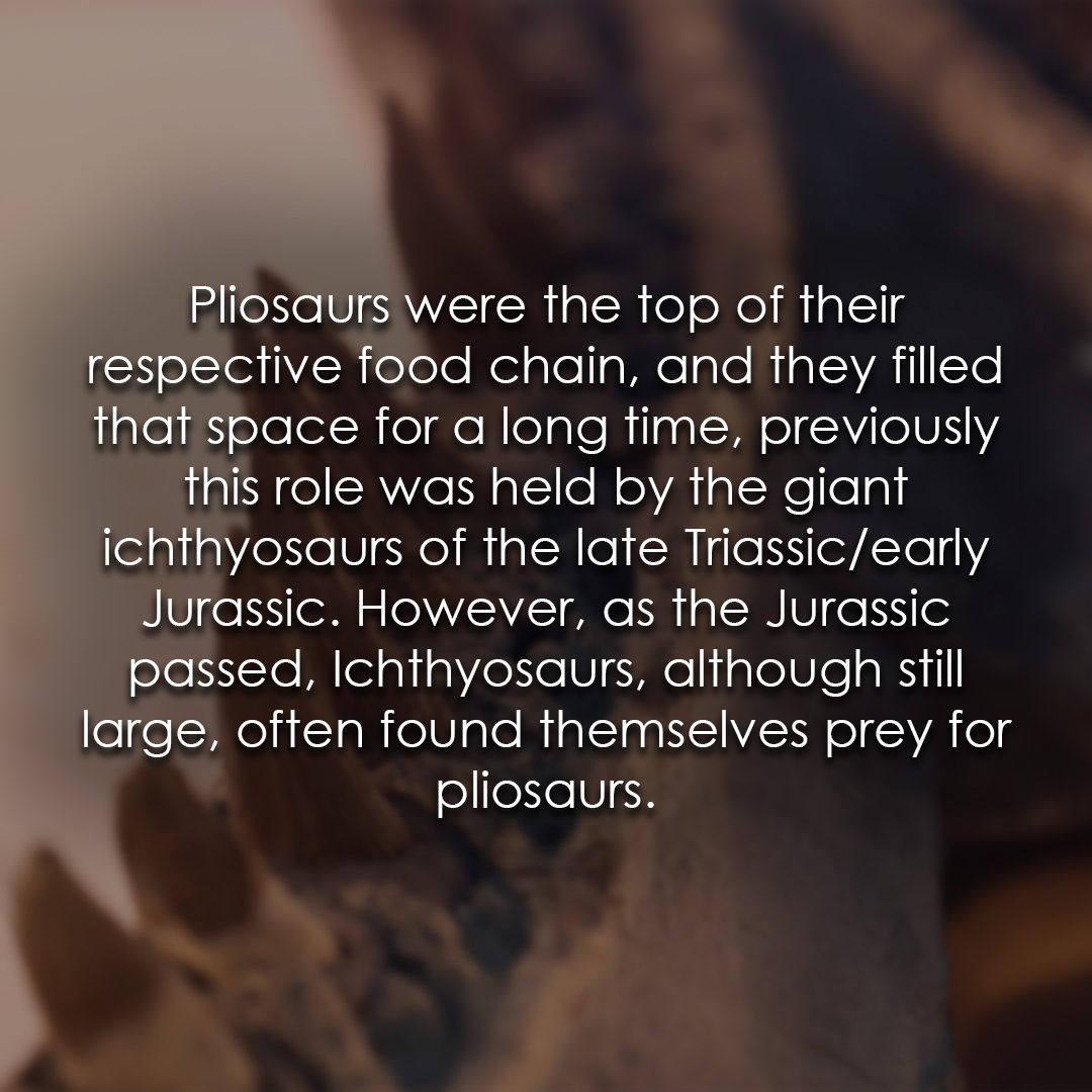 TEC_Kimmeridge's tweet image. What is your favourite apex predator? Ours is, of course, the pliosaur! #pliosaur #seamonster #fossilfacts