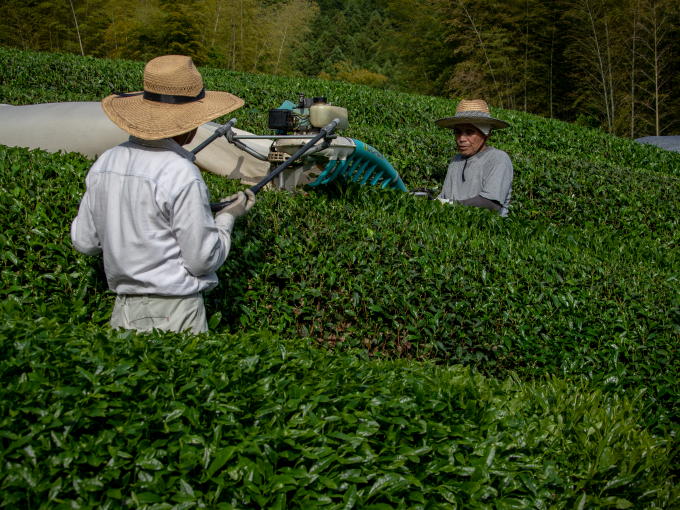 hibiki_an's tweet photo. Important Factors for Houjicha - This Month's Tea
Houjicha flavor depends on two...
https://t.co/x2hMIeoFi8
#hibikian #hibiki_an #tea #uji #kyoto #matcha #tencha #gyokuro #sencha #shincha #greentea #japanesegreentea #japanesetea #zen #cha #sado #houjicha #houjichakarigane https://t.co/jyJXGZ0ZKP