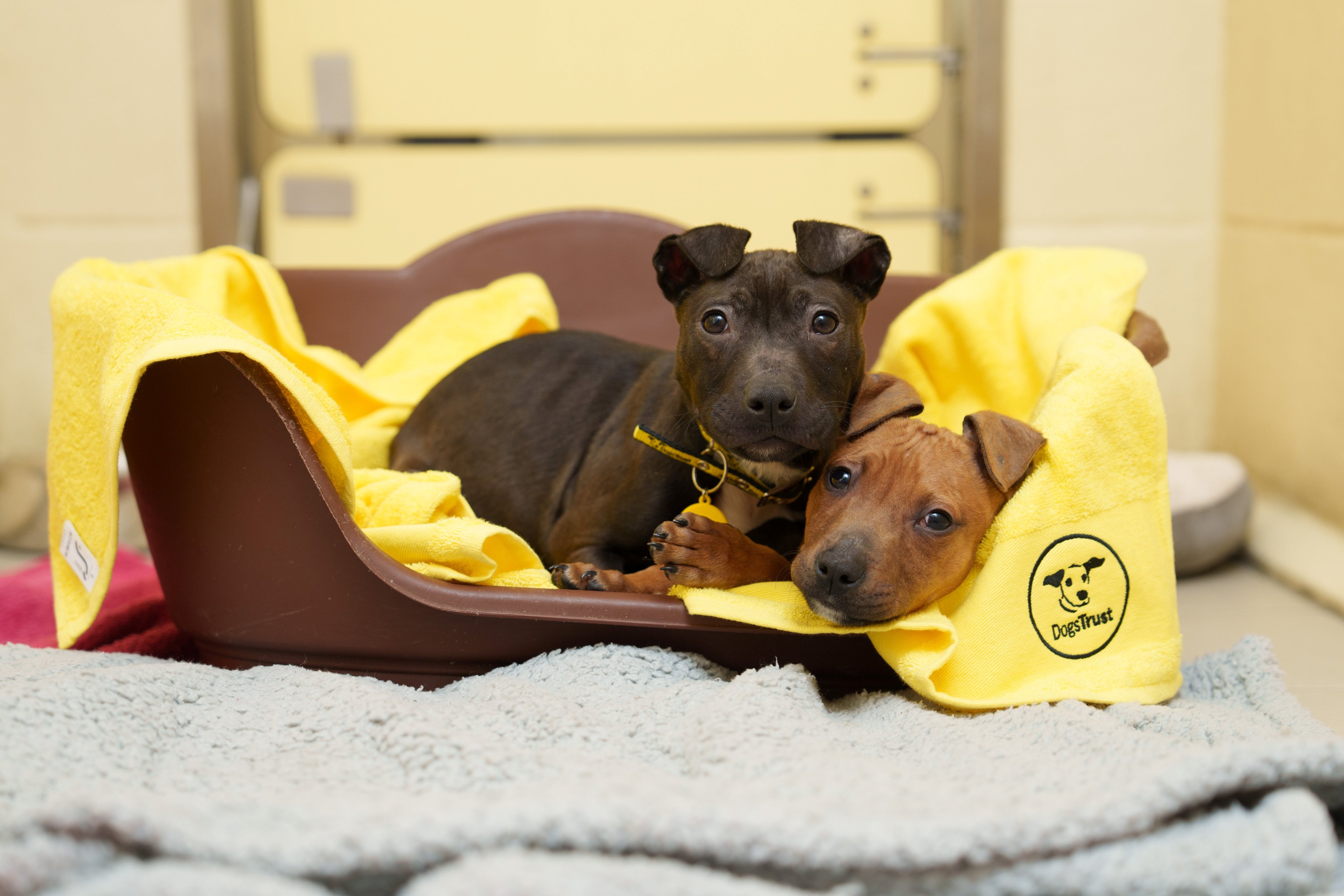 The dogs trust outlet