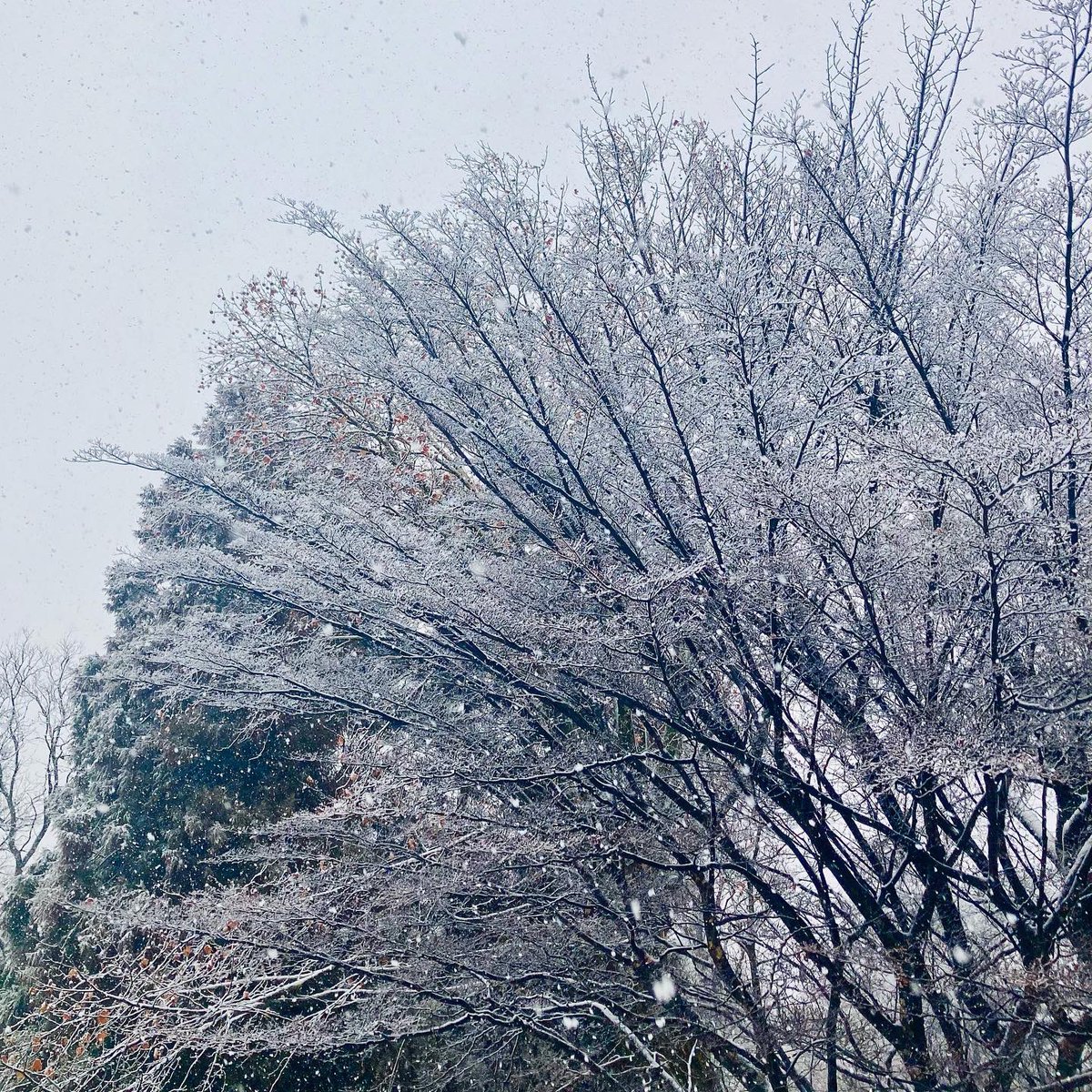 「雪化粧、単語もその白い世界も美しくて好きです。寒さは苦手だけど。さすがのお子も寒」|オオカワ アヤ イラストレーターのイラスト