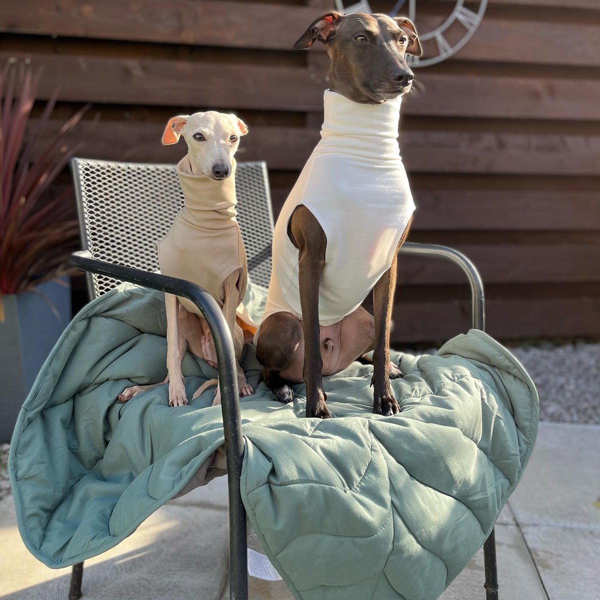 FUNNYFUZZY_PET tweet media