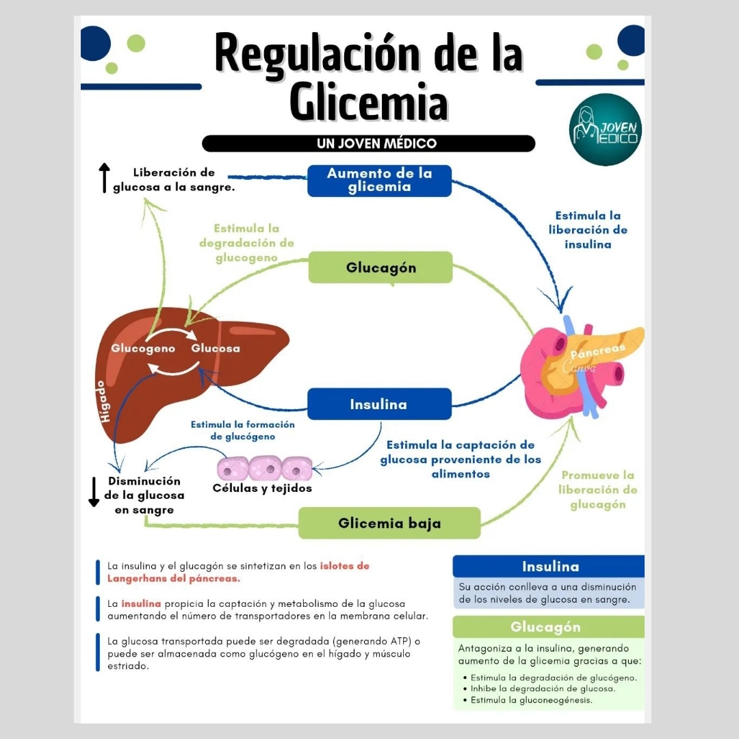 La regulación de la #glicemia, o #niveldeglucosa en sangre, es crucial para el funcionamiento adecuado del cuerpo. La insulina y el glucagón, hormonas pancreáticas, desempeñan un papel clave. 
.
Infografía #unjovenmedico
.
#formacionsanitaria