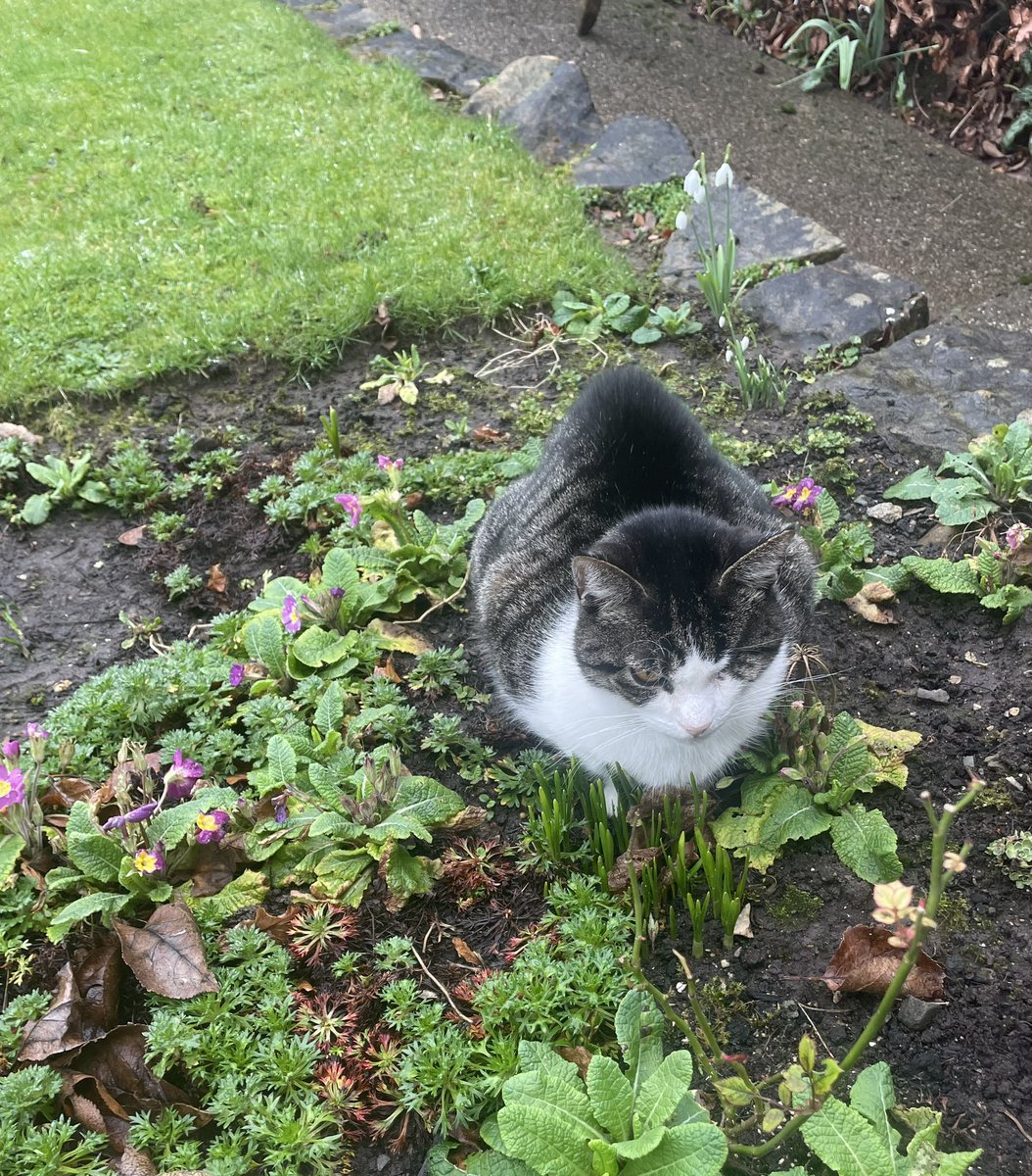 Today I dedicate my #Hedgewatch to dear Olly. We think of his dad who loved him so much. Olly you were a big part of everybody’s days on here and will be sadly missed. 💔💔💔
 #HedgewatchforOlly