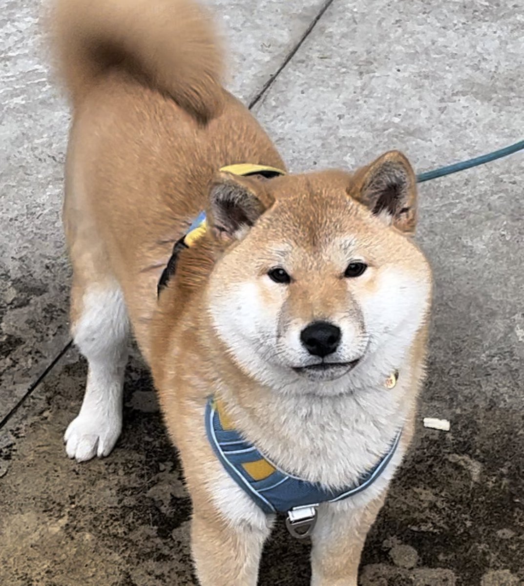 下乡之招猫逗狗