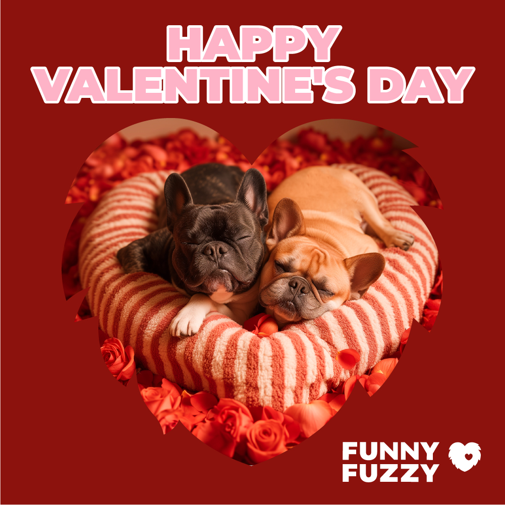 FUNNYFUZZY_PET tweet media