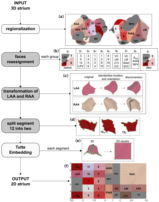 COR Group (@cor_grupo) on Twitter photo Exciting research by <a href="/Tiantian_0311/">Tiantian Wang</a> et al! 🧠⚡
Introducing a standardized 2D atrial mapping method, overcoming challenges in visualizing electrophysiological data in the #atrium.
This technique aids in comparing #activationpatterns and guiding catheter #ablation. 🗺️🔍 Exciting research by <a href="/Tiantian_0311/">Tiantian Wang</a> et al! 🧠⚡
Introducing a standardized 2D atrial mapping method, overcoming challenges in visualizing electrophysiological data in the #atrium.
This technique aids in comparing #activationpatterns and guiding catheter #ablation. 🗺️🔍