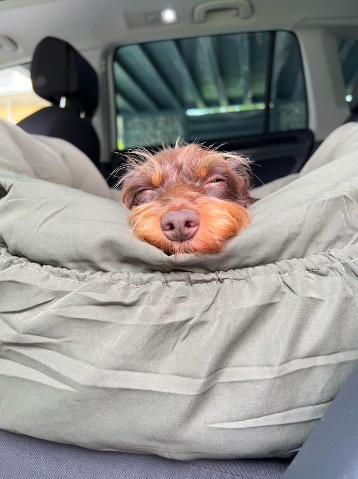 FUNNYFUZZY_PET tweet media