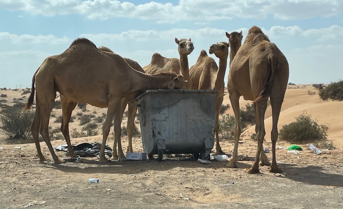 BevThomas252's tweet photo. From camels to souks, diverse #Dubai https://t.co/n4f7fQKJO4