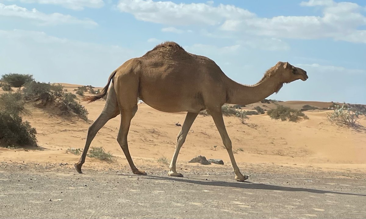 BevThomas252's tweet photo. From camels to souks, diverse #Dubai https://t.co/n4f7fQKJO4
