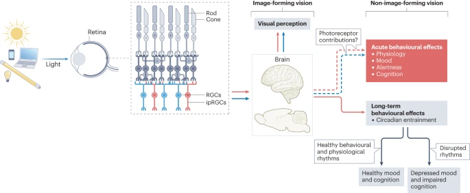 The cognitive impact of light: illuminating ipRGC circuit mechanisms — A Review by Heather L. Mahoney &amp; Tiffany M. Schmidt

bit.ly/3HKU5Kw