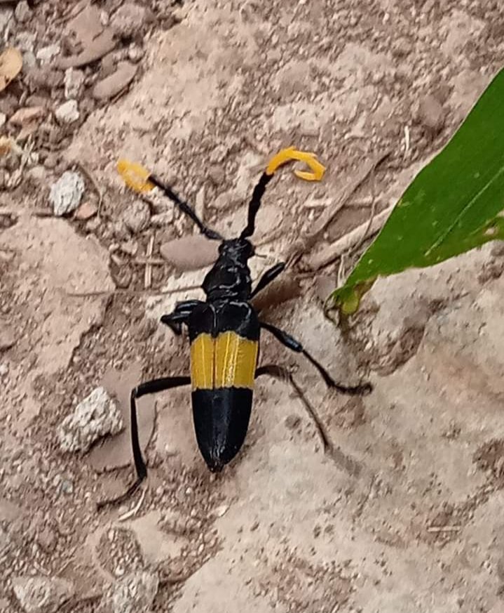Sanabatool512's tweet photo. Nature will bear the closest inspection 🦗🪳✨ https://t.co/p1kpjk7SfI