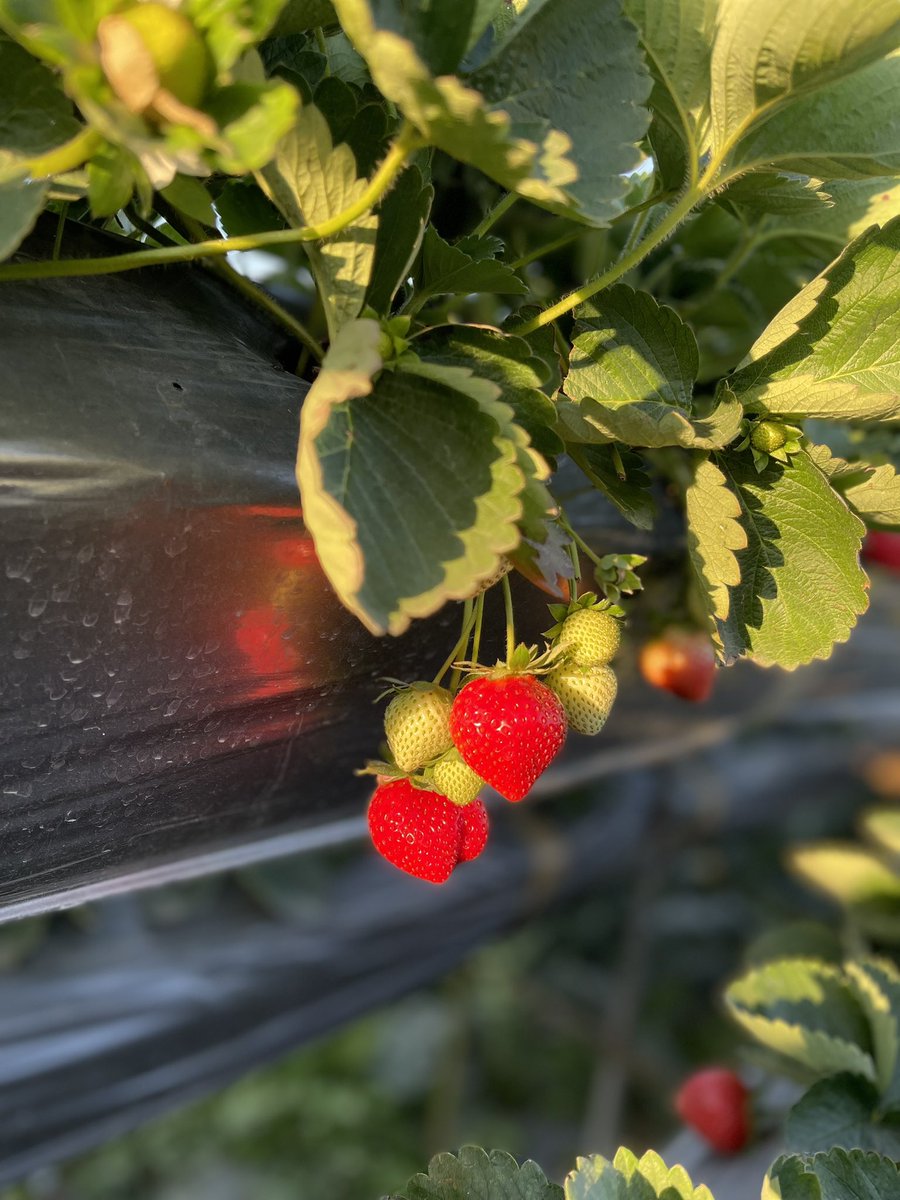 Ang dami namin napitas na strawberries 😍🍓