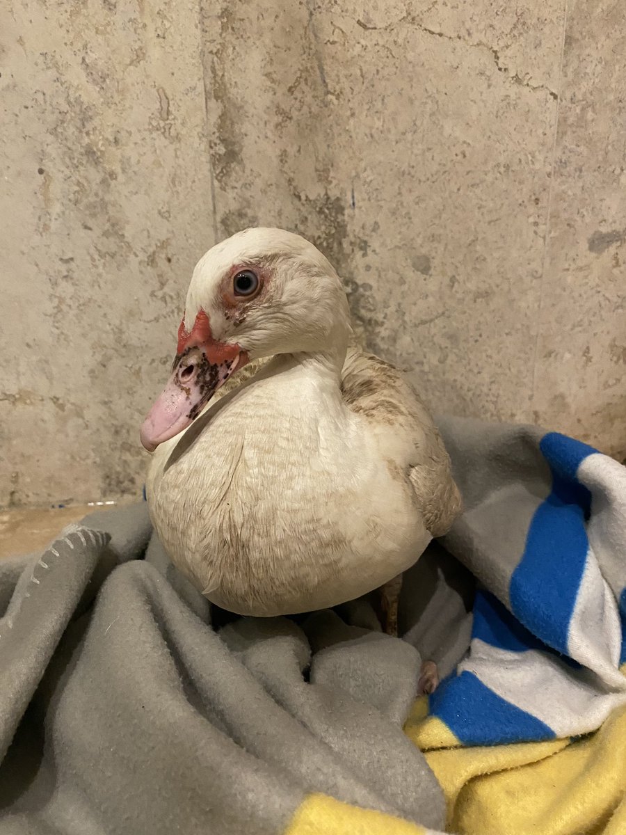 Please share to help me find this little one the right home! Does anyone know any good #animalsanctuaries or caring humans that would take a duck near Playa Del Carmen Mexico? Found it in the middle of the road in the club district & dogs were going after it. It has no injuries