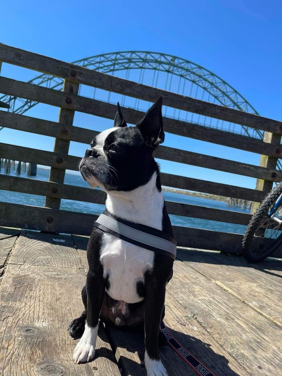 bterrierdogs's tweet photo. Rogue.  He's 2 https://t.co/vQyDPD5xZW