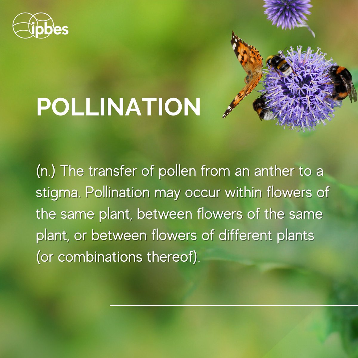 Demystifying #biodiversity language📚

‌In 2016, IPBES published its #PollinationAssessment focused on the status of and trends in pollination networks & services. 🦋

‌But what does the term mean? According to @IPBES⬇️

🔗ipbes.net/assessment-rep…