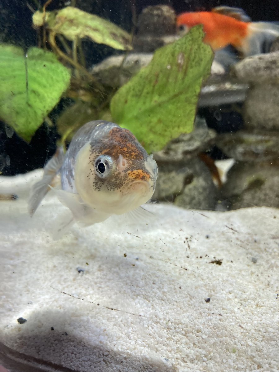 PlushRumpus's tweet photo. Today is the last day of my old job. Will have a few days off before new job starts so if you e been waiting on anything from me I’ll be hustling to catch up on these off days.
I also need to move my fish to the new apartment the week! Wish us luck! https://t.co/ldTSHb4nqy