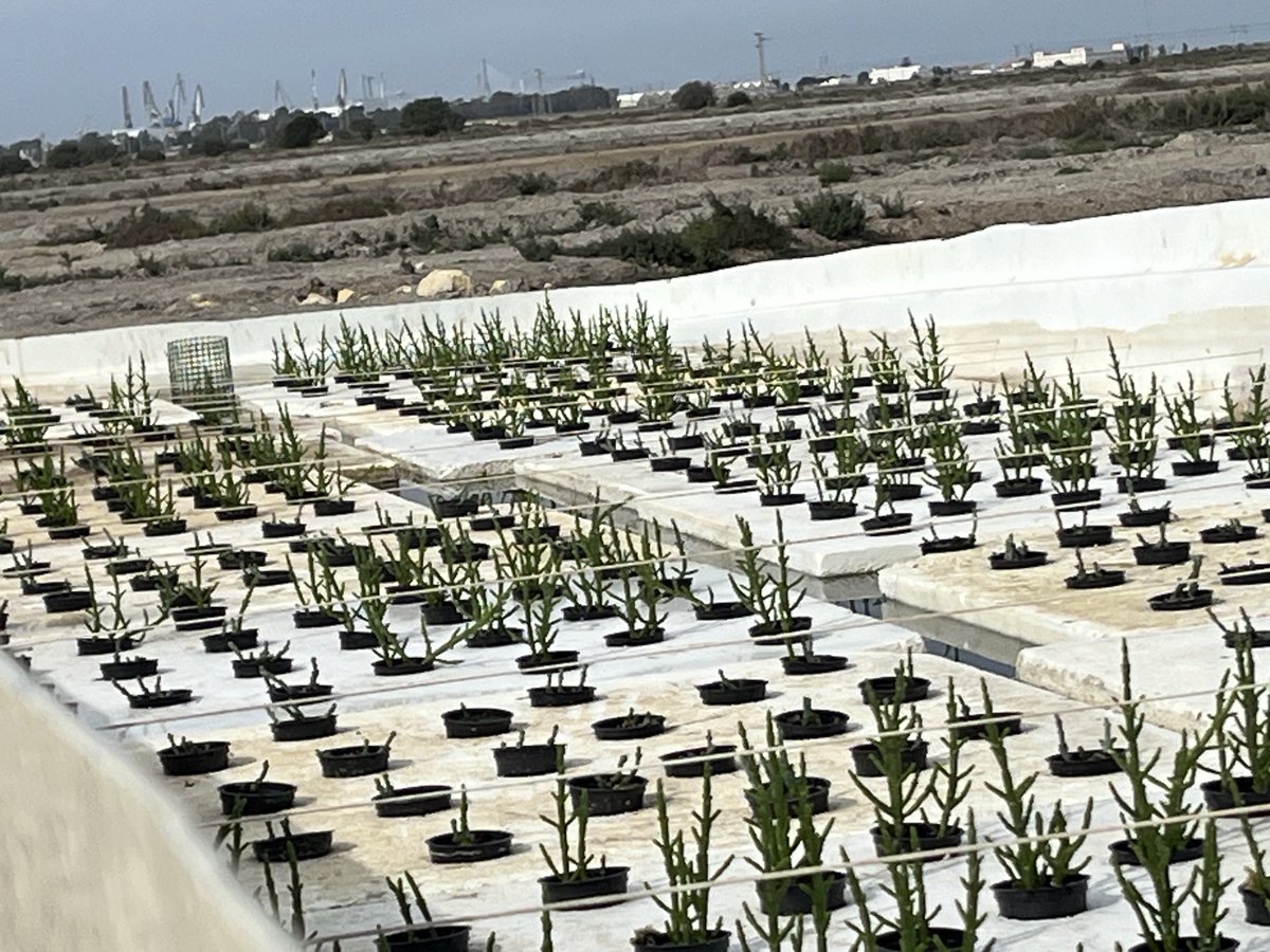 Manchado_M's tweet photo. Comenzamos el nuevo proyecto de #IMRAS de @IfapaJunta con @CupimarEsteros. Tecnologías de cultivo con las genómicas. Más q una alianza sostenible👌 https://t.co/26Awxa1846