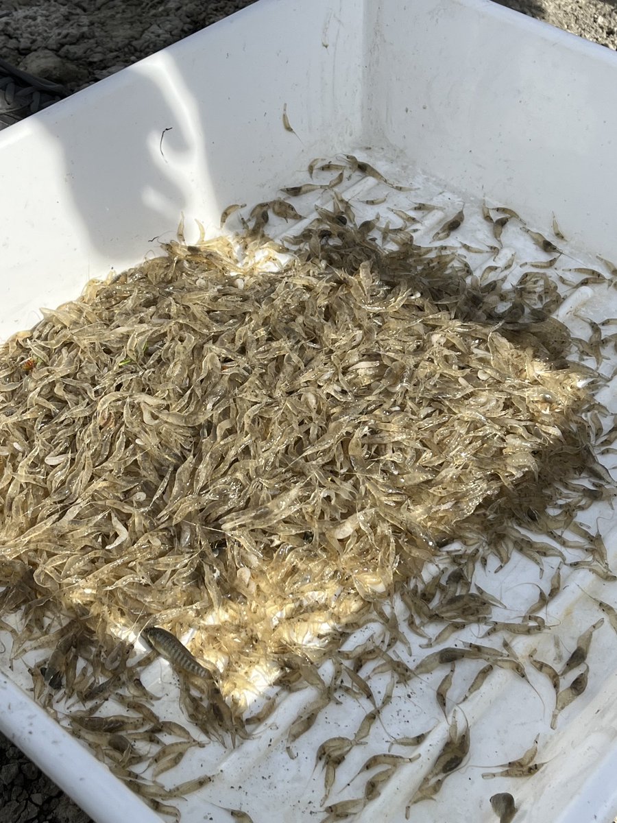 Manchado_M's tweet photo. Comenzamos el nuevo proyecto de #IMRAS de @IfapaJunta con @CupimarEsteros. Tecnologías de cultivo con las genómicas. Más q una alianza sostenible👌 https://t.co/26Awxa1846