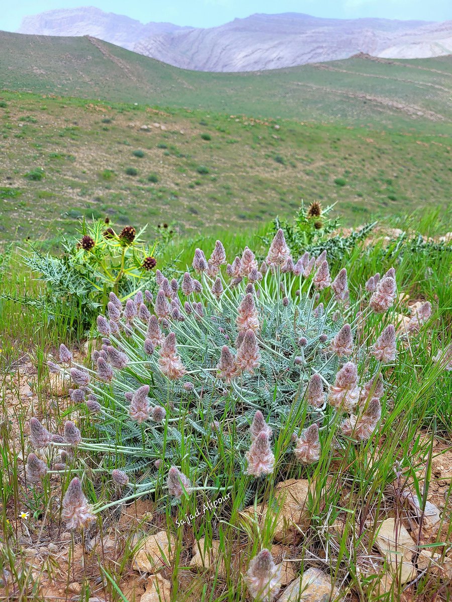 It is amazing that out of 8000 plant species in Iran, 800 of them are Astragalus.