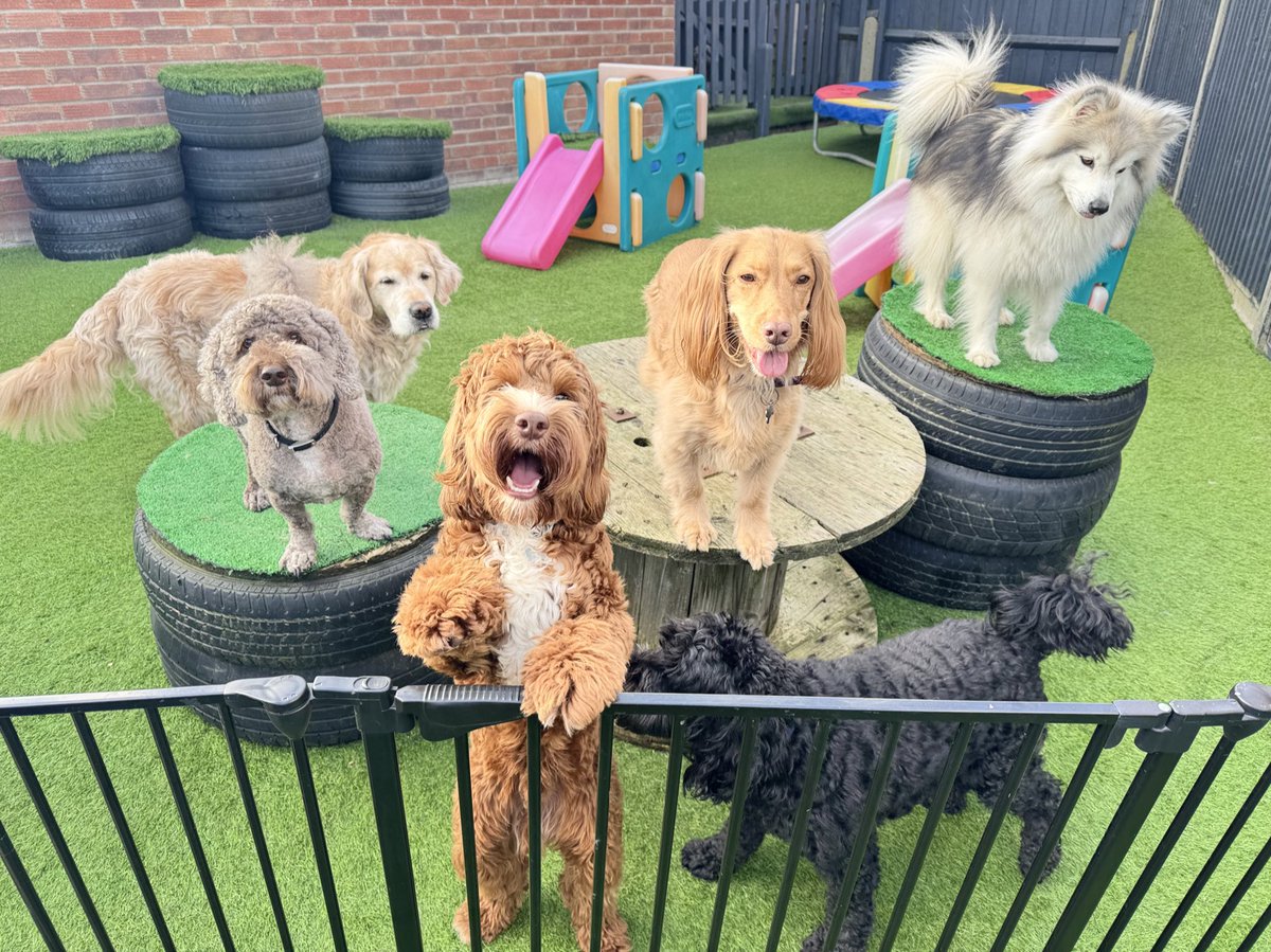 Regular walks contribute to a dog's socialization, helping them become more comfortable around other animals, objects and people ❤️🐾