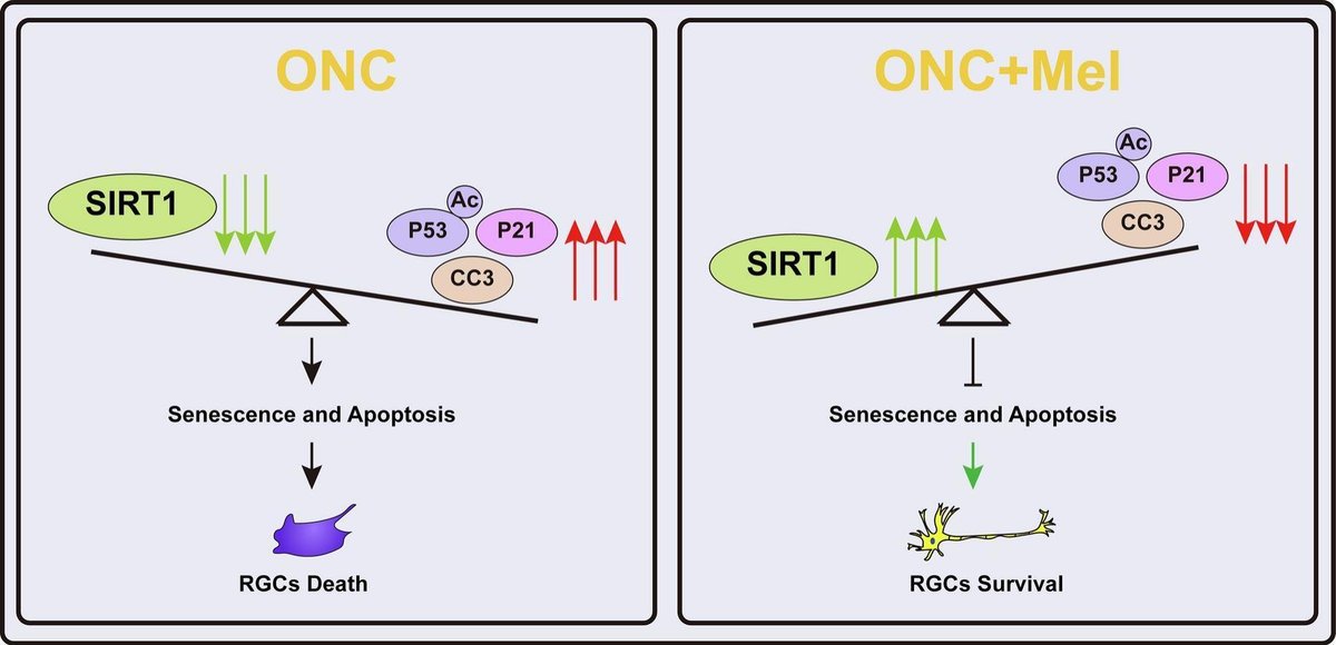 This study revealed that #melatonin attenuated RGC senescence and apoptosis through a SIRT1-dependent pathway after ONC. These findings provide valuable insights for the treatment of RGC senescence and apoptosis.
sciencedirect.com/science/articl…