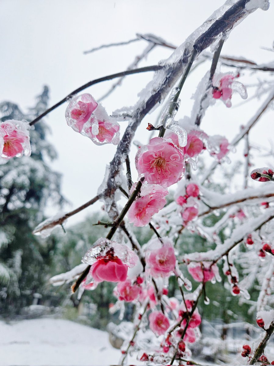 LuYoungY's tweet photo. 瑞雪兆丰，祈迎百福 https://t.co/2gQTlfFfkN
