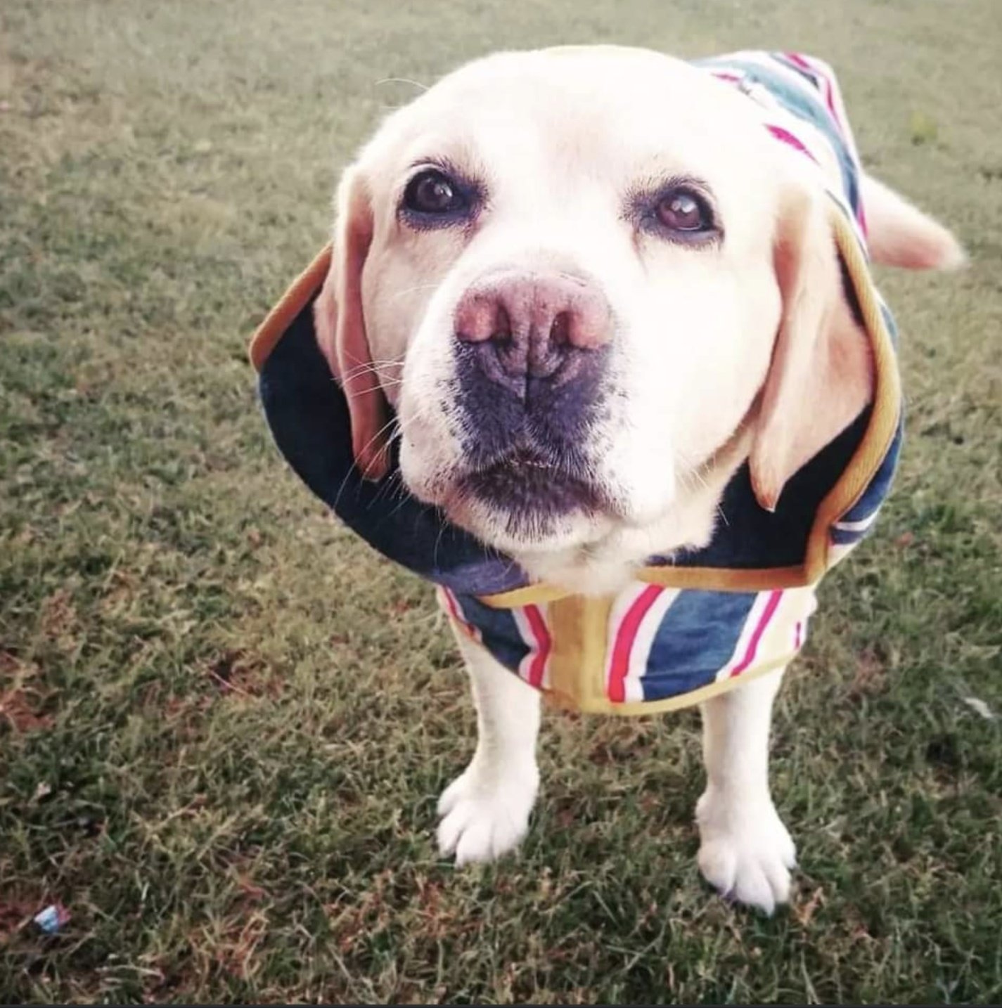 Dreamcoat labradors hotsell