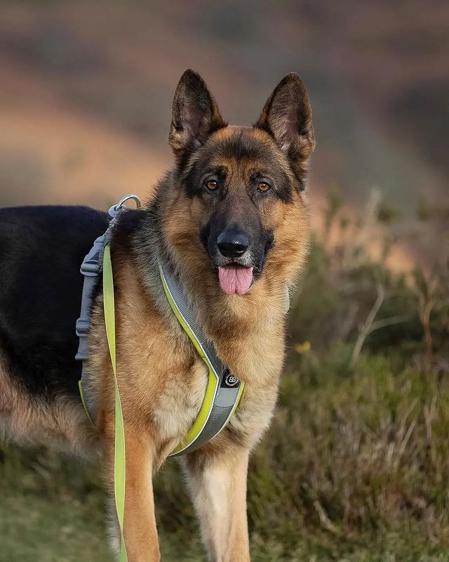 German Shepherd Community tweet media