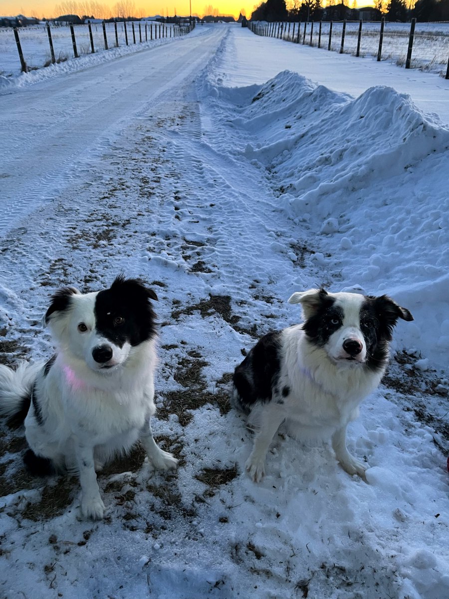 You're going to want to bundle up for your walk today! 
Blu and Paisley love going for their morning walks, and we love to see the pictures.

📷Send us yours to share on the show at: jodi.hughes@bellmedia.ca