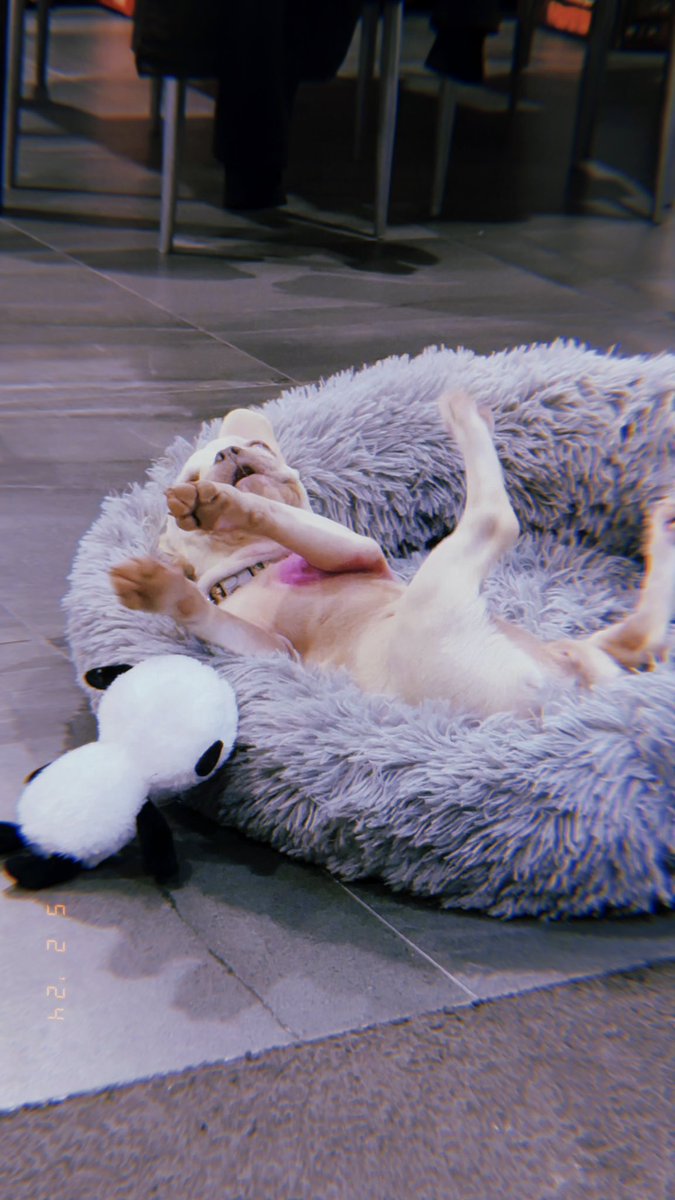 Sooooo this is Gizmo and she’s gonna be staying with us for a while… like, forever. 💖