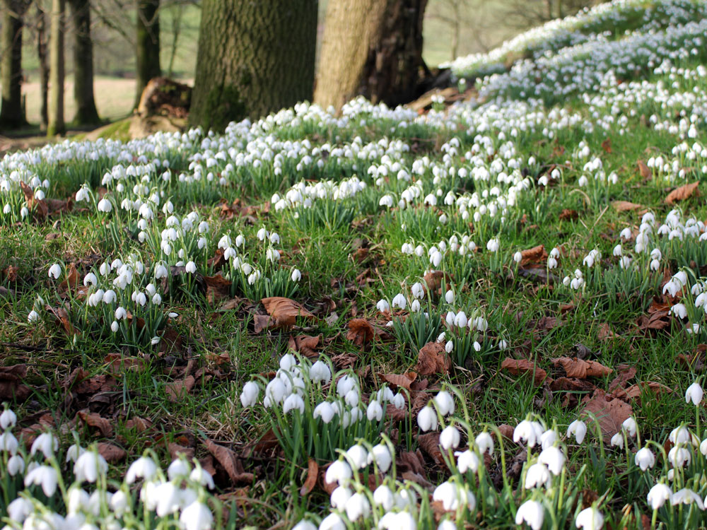#MondayMotivation

Snowdrops are starting to come through, spring is around the corner! 💚

#Galanthus #Snowdrops #PeakDistrictProud