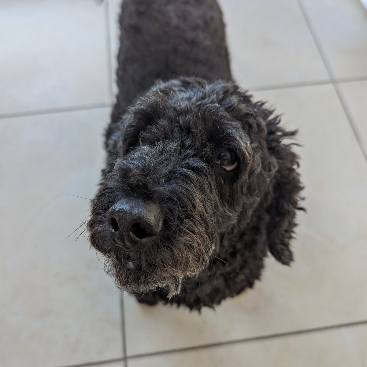 NickPoole1's tweet photo. @infogamerist @CILIPScotland @Christopher_NLC Although based south of the border, Bolt is wondering whether he might gain honorary admittance to #PetsOfCILIPS? https://t.co/nXvSlXm9T7