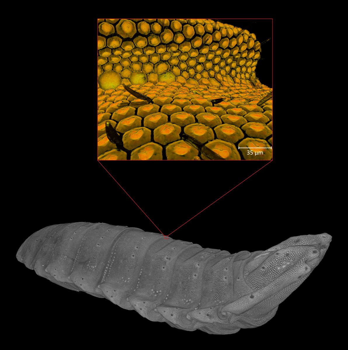 EXCITE_network's tweet photo. "Exoskeleton of a black soldier fly"🦟Stéphane Faucher, Tinhinane Attia, Peter Moonen, Alexis Falgayrac & Susana Fernandes from @univpau_uppa @E2sUppa @cnrs #DMEX. Hexagonal mineral units of a #pupa #exoskeleton & coveted #chitin layer.
🔬Zeiss Xradia Versa & Tescan UniTOM μCT https://t.co/3jT4LInJKD