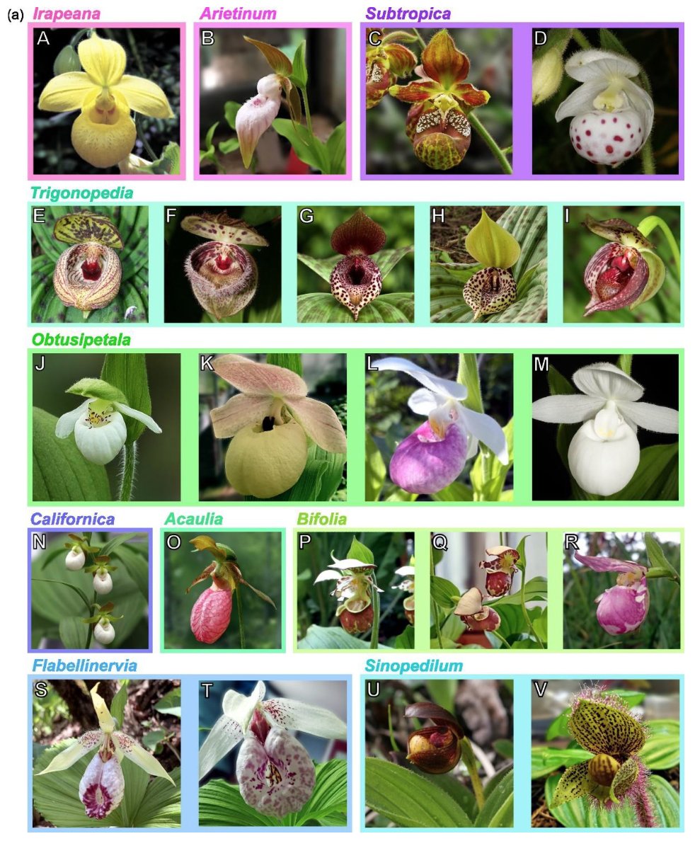 Diego F. Morales-Briones tweet media