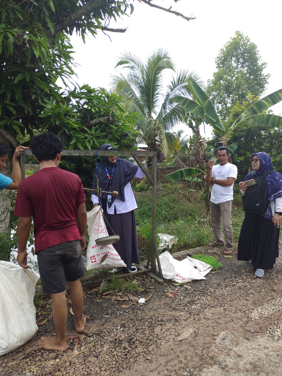 NonyNoy13's tweet photo. Senin (05/02/24). Siti Chadijah, LuhKan Kab. HSU melakukan pendmpingan panen ikan bawal di POKDAKAN Bina Bersama. Berat total panen 2530 kg utk 5 keramba. Size 3-6/kg. Harga jual 23500/kg. #LuhLapor #GiatLuhkanHSU #Panen @muchlisin_moch @lapregiwati @bppsdm_kp @puslatluhkp https://t.co/Rqjn5sjdn9