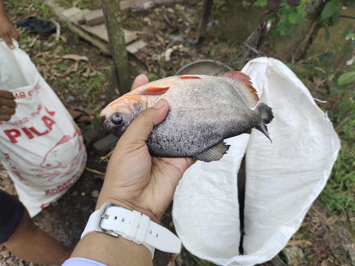 NonyNoy13's tweet photo. Senin (05/02/24). Siti Chadijah, LuhKan Kab. HSU melakukan pendmpingan panen ikan bawal di POKDAKAN Bina Bersama. Berat total panen 2530 kg utk 5 keramba. Size 3-6/kg. Harga jual 23500/kg. #LuhLapor #GiatLuhkanHSU #Panen @muchlisin_moch @lapregiwati @bppsdm_kp @puslatluhkp https://t.co/Rqjn5sjdn9