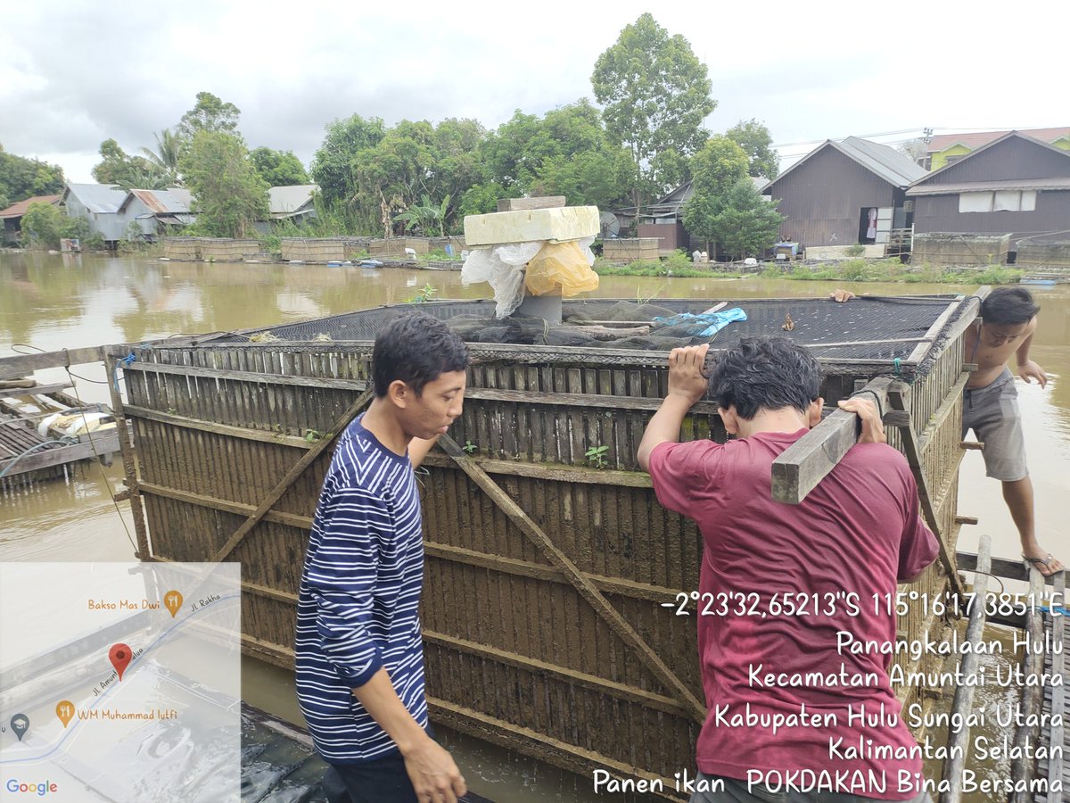 NonyNoy13's tweet photo. Senin (05/02/24). Siti Chadijah, LuhKan Kab. HSU melakukan pendmpingan panen ikan bawal di POKDAKAN Bina Bersama. Berat total panen 2530 kg utk 5 keramba. Size 3-6/kg. Harga jual 23500/kg. #LuhLapor #GiatLuhkanHSU #Panen @muchlisin_moch @lapregiwati @bppsdm_kp @puslatluhkp https://t.co/Rqjn5sjdn9
