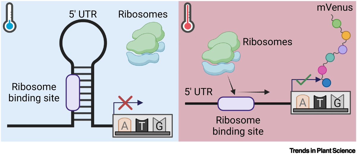 Thrilled to share🆕#Spotlight article '#Chloroplast #gene control: unlocking #RNA #thermometer mechanisms in #photosynthetic systems' is out via @TrendsPlantSci @CellPressNews in collab. with @KadambotS @UWAresearch🆒🤩💯 🔗cell.com/trends/plant-s… @uwanews @IOA_UWA @DNA_RNA_Uni