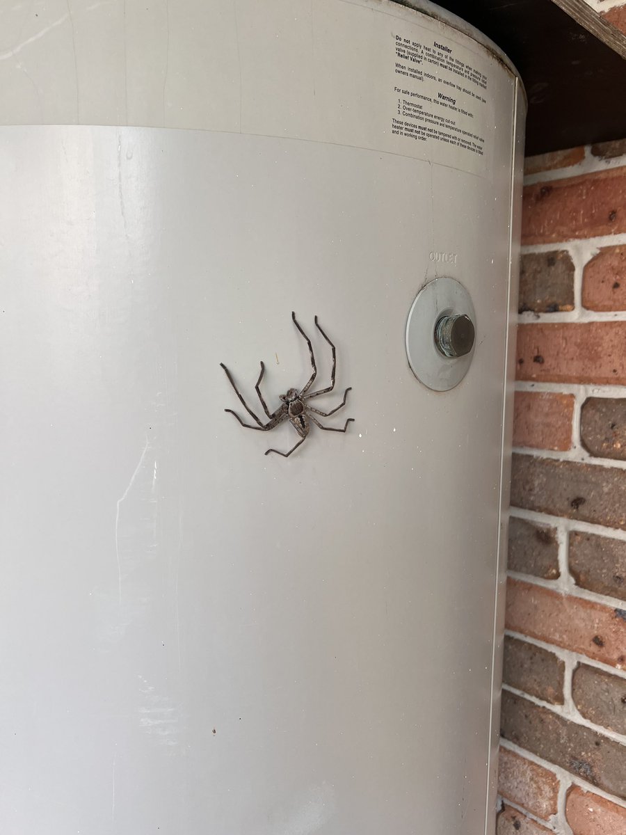 Some snapshots from the end of my female reproductive system lectures. Oh. And the worlds largest spider sitting on @DrBartox hot water system 🕷️ #MedEd #MedTwitter