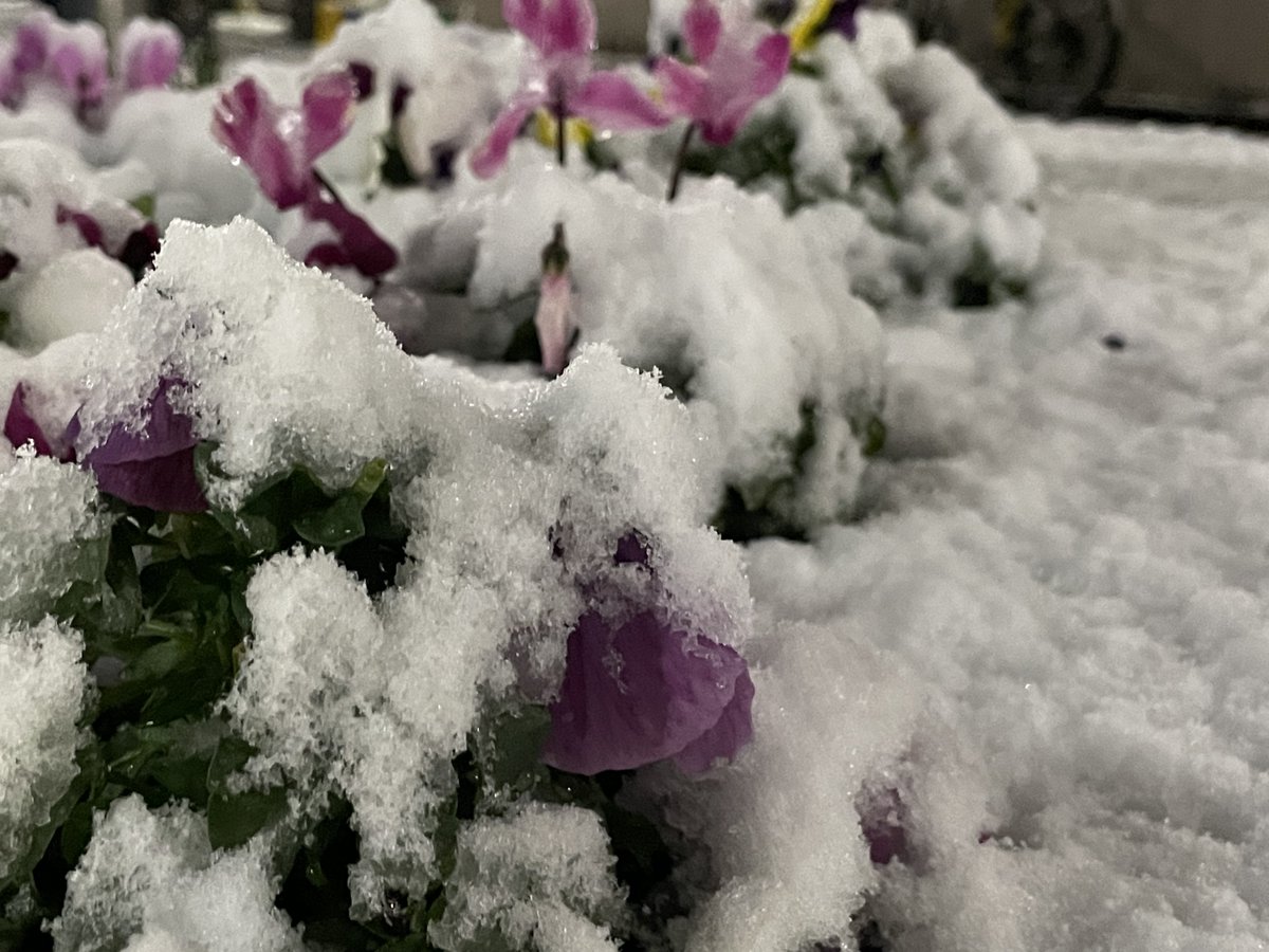 Earth_yo_kun's tweet photo. もうダメかもしれない🌨️ https://t.co/nhfkpJDv9i