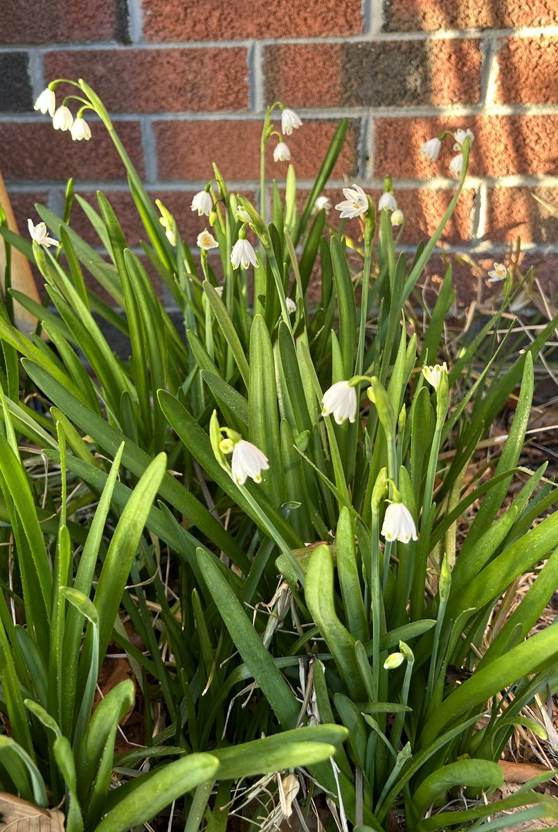 ilenagm's tweet image. #SpringFlowers blooming now are my Leucojum  aestivum starting to flower. They multiply fast and always need dividing 😃🌱🌱🌱
#Gardening #SpringBulbs #Flowers #Plants #GotToBeNC #FlowerGardening