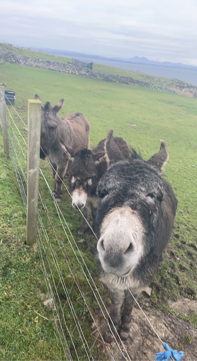 How's your Monday going? Here's a cheery face to start your week off. Thanks to Kerry Gillespie for sharing her photo of this happy gang on Islay. #abplace2b #donkey