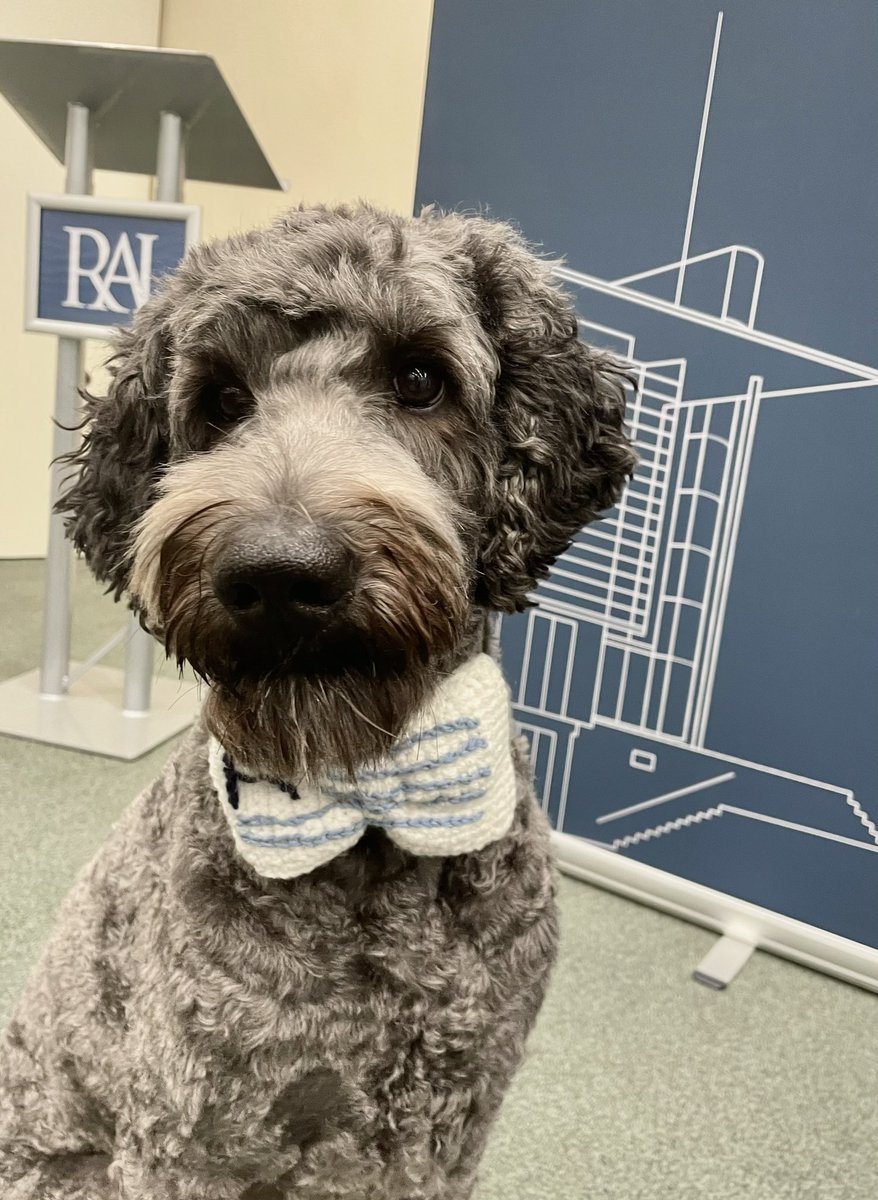 The RAI Emotional Support Officer is excited to be wearing personalised branded accessories. Walter wishes everyone a happy 4th week of term!